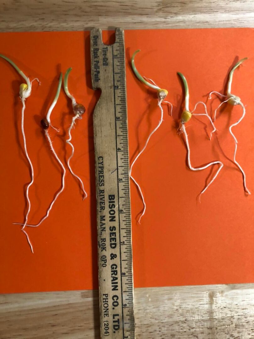 Corn Seed Germination Tests for 2022 Season Catt Corn